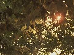 행맨루스터 닭이 먼저인가, 달걀이 먼저인가 17