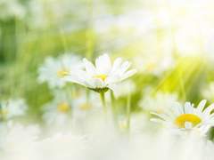 ...오늘의 날씨는 화창할 것으로 예상되며-