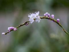 동오낙수(마츠이치) 꽃여뀌 1