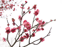 [화산귀환] 매화 梅花