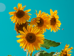 [동오대만] 그 어느 날에, 나는 네 이름을 부르고 싶었어