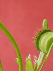 [명헌태섭] 파리지옥