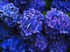 로에페리스 / 24