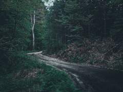 취우림翠雨林 上