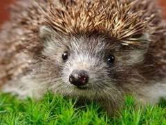 [센루/대협태웅] 키스에 대한 책임