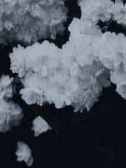 망각화(忘却化)