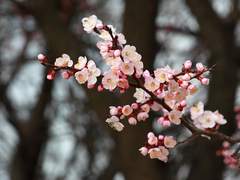 마피아로 보는 당보