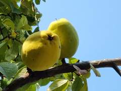 중학교 점심시간에 모과딴 썰
