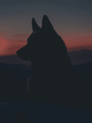 왕과 나와 늑대에 관하여