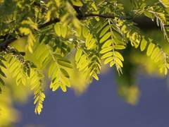 제이드 카린 - Jade Karen