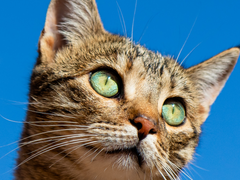 고양이를 좋아하시나요 06