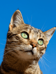 고양이를 좋아하시나요