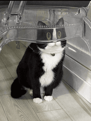 저 혁명군 아닙니다.