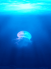 1호가 되고 싶어