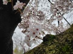 마지막 벗꽃풍경