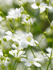 세세생생 (世世生生)