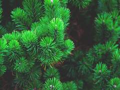 홍옥 도련님과 바다 소나무 - 6 (完)