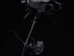 짙은 그림자의 침입