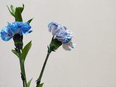 탱댐 / 태웅대만 _전력 백업 꽃, 식물