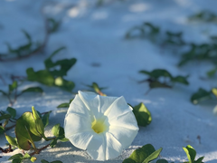 기사와 사랑과 박사