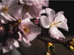 봄비, 그리고 소나기