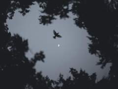 눈 먼 소녀와 흰 까마귀