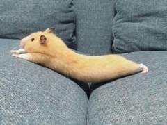 동물 사진으로 도움 받기 (30장 이상)