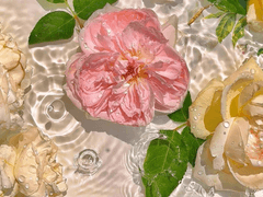 [로웬 노틸러스｜XY｜30]