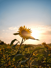 해바라기는 태양이 뜨는 때를 기다린다