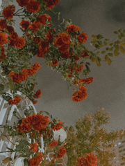 당신이 가진 꽃말은