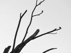 [화산귀환] 낙화落花