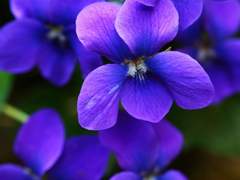 위험한 연애를 시작해 버렸어요...! 13