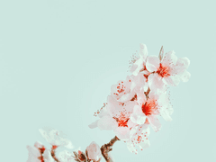 첫사랑은 안 이뤄진대 11