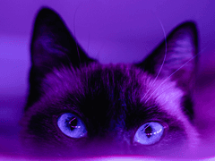 이걸 보는 레이디들에게 감사를 전하며