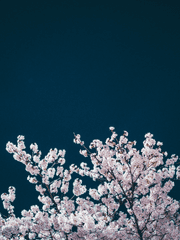 야애가(夜愛歌)