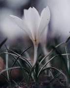 [GL] Lily was a little girl⚜️