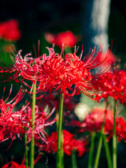 [GL] 마라맛 백합 2차 창작