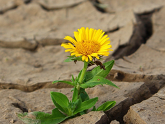비밀연애의 꽃말은 이별 .13