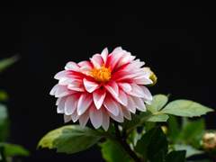 아나스타시아 제로 [3]