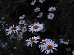 [태섭한나] 관통상(貫通傷)