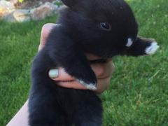 정대만은 토끼를 키우기로 결심했다 2