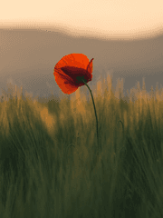 춤과 함께 죽음을