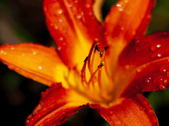 여름에 핀 불꽃 11화