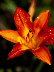 여름에 핀 불꽃