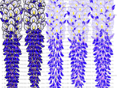 [클립스튜디오 소재 / 브러쉬 / PNG 파일] 식물_등나무 (꽃_청보라)