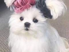 [황희찬] 덕후는 계를 탄다 투표