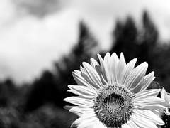 [하쿠키드] Summer Solstice