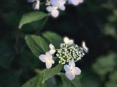 [햄터] 06/21 끊임없이 바란다면 구원받을 수 있을 것