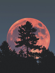 [긴히지] 뱀파이어 신드롬