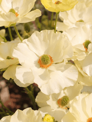 아네모네 anemone